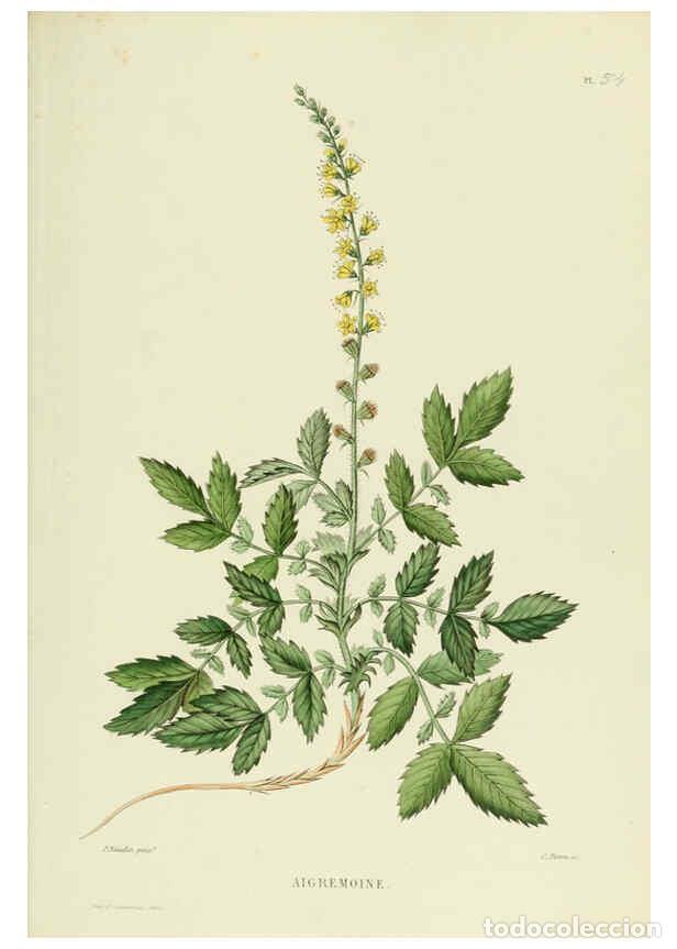 Collezionismo di Riviste e Giornali: Reproducci&oacute;n/Reproduction 6069957668: Nouvelle iconographie fourrag&egrave;re. Atlas. Paris :P. Asselin,187