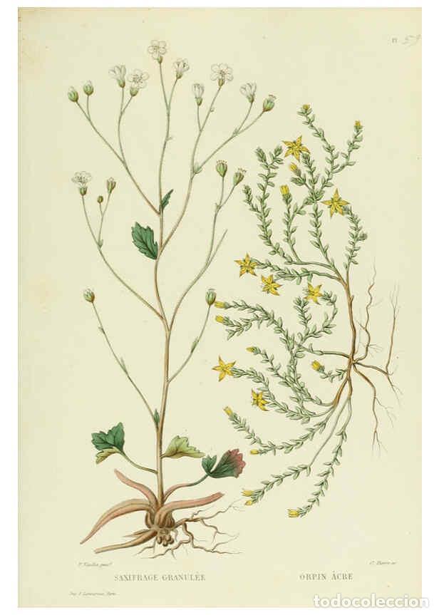 Collezionismo di Riviste e Giornali: Reproducci&oacute;n/Reproduction 6069413767: Nouvelle iconographie fourrag&egrave;re. Atlas. Paris :P. Asselin,187