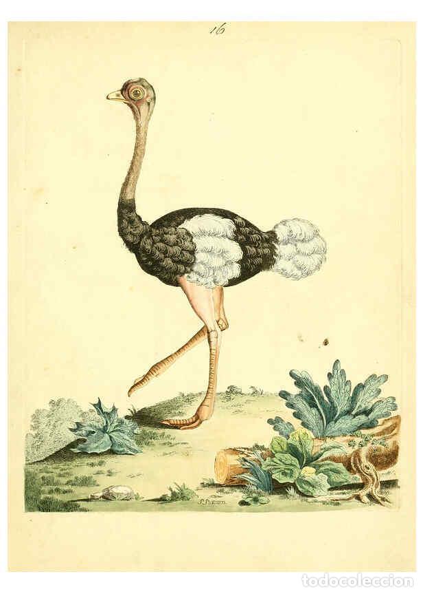 Collezionismo di Riviste e Giornali: Reproducci&oacute;n/Reproduction 6072743825: Nouvelles illustrations de zoologie A Londres :Imprim&eacute; pour B.