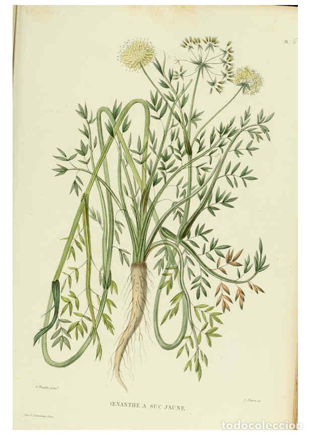 Collezionismo di Riviste e Giornali: Reproducci&oacute;n/Reproduction 6069415949: Nouvelle iconographie fourrag&egrave;re. Atlas. Paris :P. Asselin,187