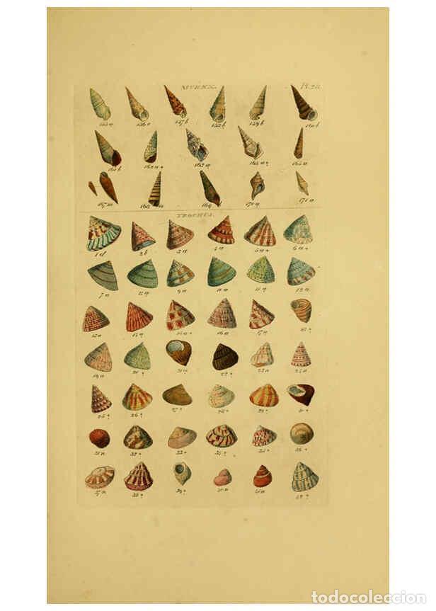 Collezionismo di Riviste e Giornali: Reproducci&oacute;n/Reproduction 6073226358: Index testaceologicus London,Willis and Sotheran,1856 - Willia