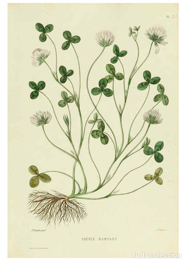 Collezionismo di Riviste e Giornali: Reproducci&oacute;n/Reproduction 6069946892: Nouvelle iconographie fourrag&egrave;re. Atlas. Paris :P. Asselin,187