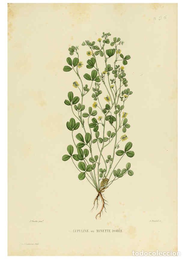 Collezionismo di Riviste e Giornali: Reproducci&oacute;n/Reproduction 6069949466: Nouvelle iconographie fourrag&egrave;re. Atlas. Paris :P. Asselin,187