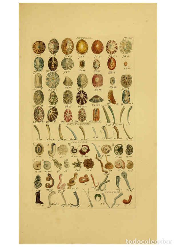 Collezionismo di Riviste e Giornali: Reproducci&oacute;n/Reproduction 6073229552: Index testaceologicus London,Willis and Sotheran,1856 - Willia