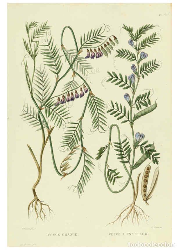 Collezionismo di Riviste e Giornali: Reproducci&oacute;n/Reproduction 6069951582: Nouvelle iconographie fourrag&egrave;re. Atlas. Paris :P. Asselin,187