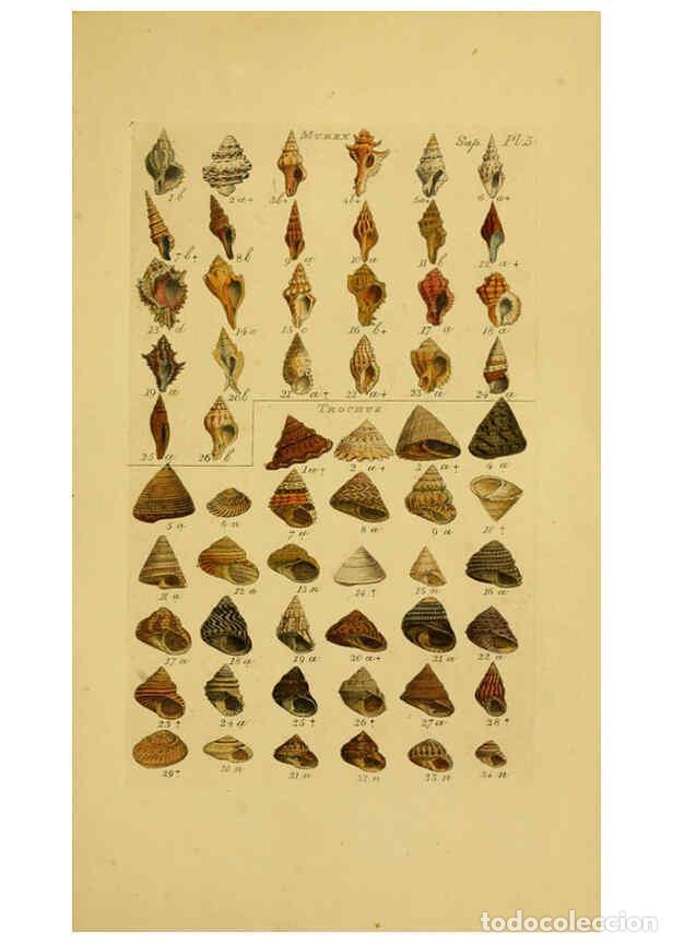 Collezionismo di Riviste e Giornali: Reproducci&oacute;n/Reproduction 6073230724: Index testaceologicus London,Willis and Sotheran,1856 - Willia