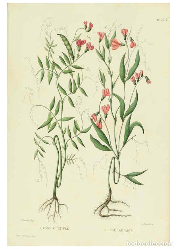 Collezionismo di Riviste e Giornali: Reproducci&oacute;n/Reproduction 6069953666: Nouvelle iconographie fourrag&egrave;re. Atlas. Paris :P. Asselin,187