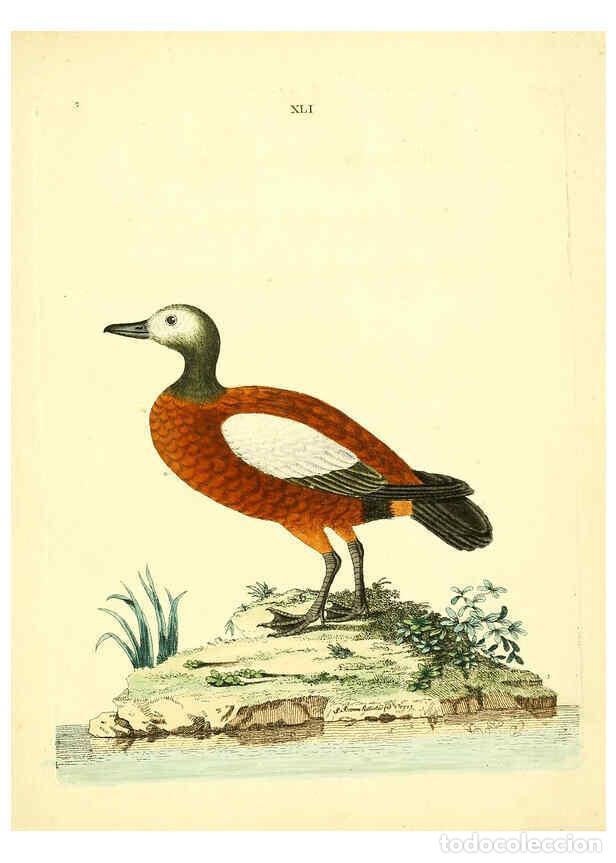 Collezionismo di Riviste e Giornali: Reproducci&oacute;n/Reproduction 6072748833: Nouvelles illustrations de zoologie A Londres :Imprim&eacute; pour B.