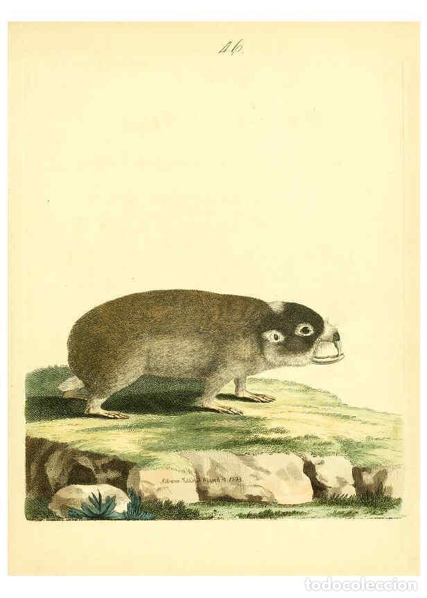 Coleccionismo de Revistas y Peri&oacute;dicos: Reproducci&oacute;n/Reproduction 6073291644: Nouvelles illustrations de zoologie A Londres :Imprim&eacute; pour B.