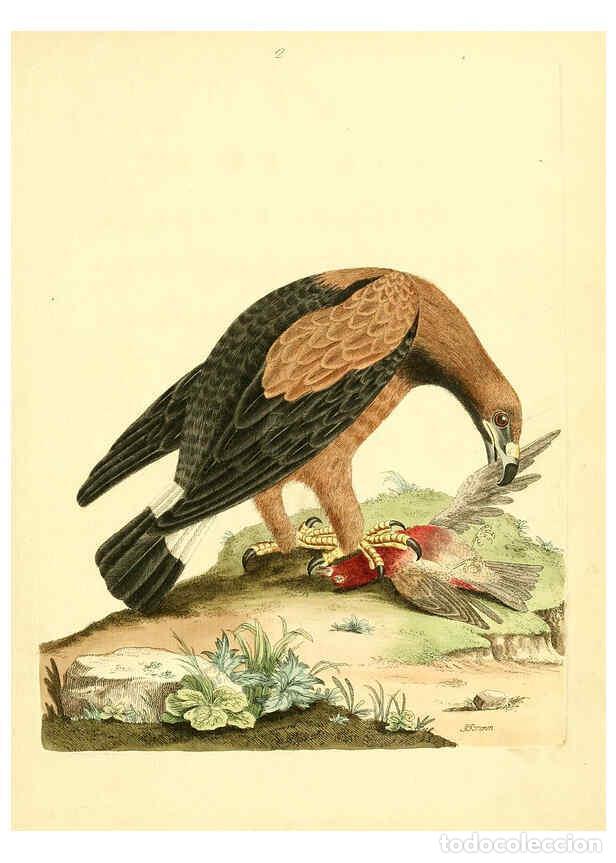 Coleccionismo de Revistas y Peri&oacute;dicos: Reproducci&oacute;n/Reproduction 6072737579: Nouvelles illustrations de zoologie A Londres :Imprim&eacute; pour B.