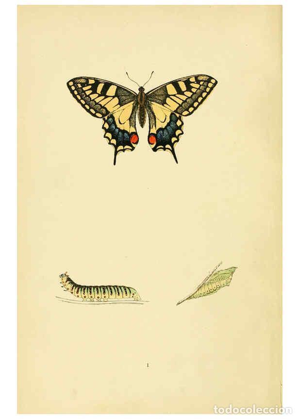 Coleccionismo de Revistas y Peri&oacute;dicos: Reproducci&oacute;n/Reproduction 6073599266: A history of British butterflies London :John C. Nimmo,1890 -
