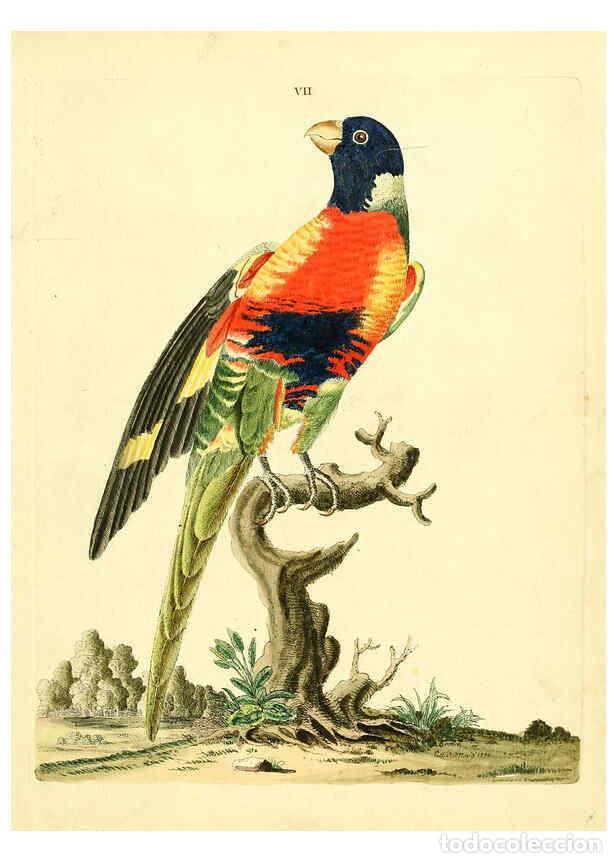 Coleccionismo de Revistas y Peri&oacute;dicos: Reproducci&oacute;n/Reproduction 6072738789: Nouvelles illustrations de zoologie A Londres :Imprim&eacute; pour B.