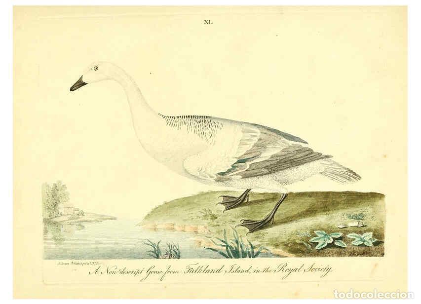 Coleccionismo de Revistas y Peri&oacute;dicos: Reproducci&oacute;n/Reproduction 6073290158: Nouvelles illustrations de zoologie A Londres :Imprim&eacute; pour B.