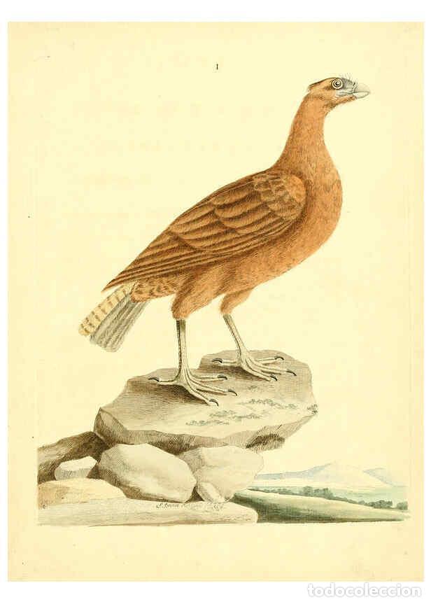 Coleccionismo de Revistas y Peri&oacute;dicos: Reproducci&oacute;n/Reproduction 6073278704: Nouvelles illustrations de zoologie A Londres :Imprim&eacute; pour B.