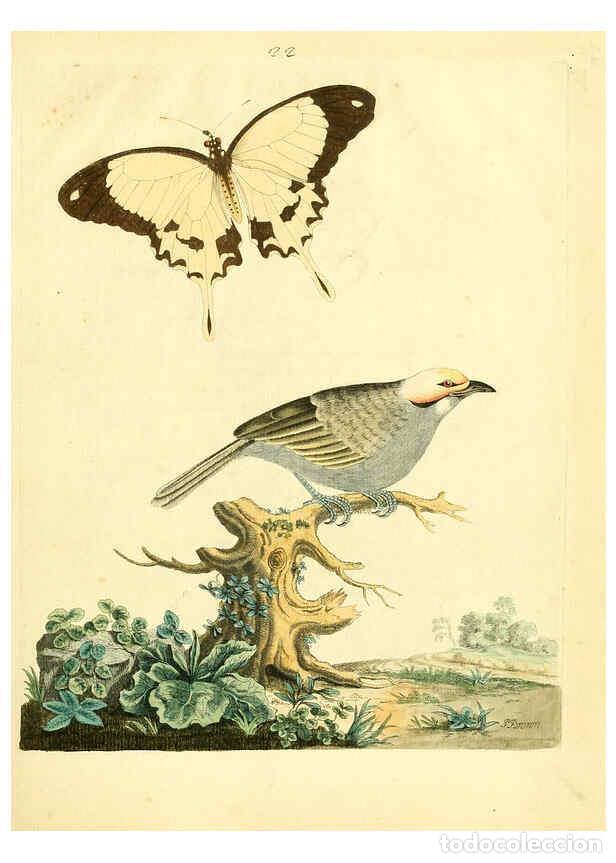 Coleccionismo de Revistas y Peri&oacute;dicos: Reproducci&oacute;n/Reproduction 6072745039: Nouvelles illustrations de zoologie A Londres :Imprim&eacute; pour B.