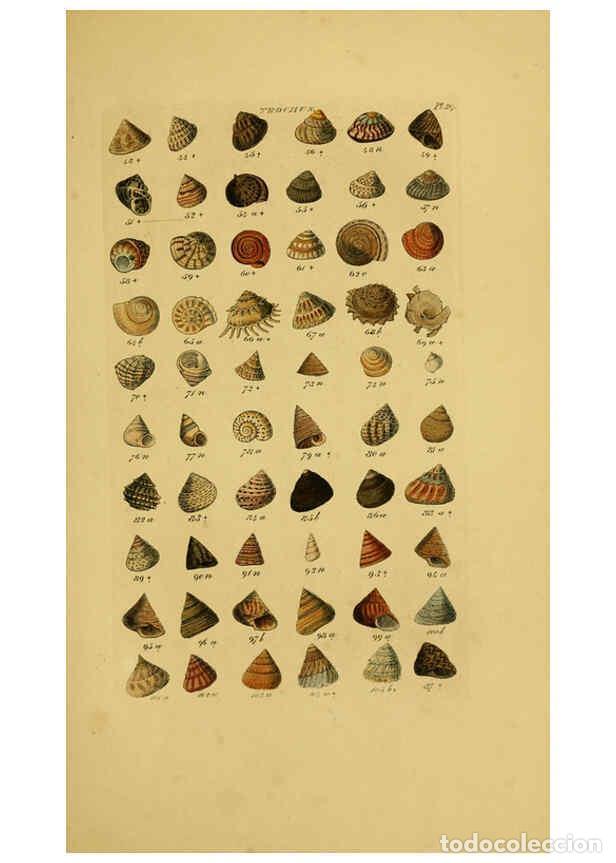 Coleccionismo de Revistas y Peri&oacute;dicos: Reproducci&oacute;n/Reproduction 6073226554: Index testaceologicus London,Willis and Sotheran,1856 - Willia