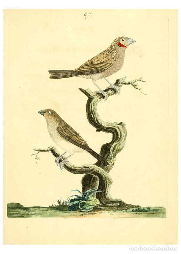 Coleccionismo de Revistas y Peri&oacute;dicos: Reproducci&oacute;n/Reproduction 6073287542: Nouvelles illustrations de zoologie A Londres :Imprim&eacute; pour B.