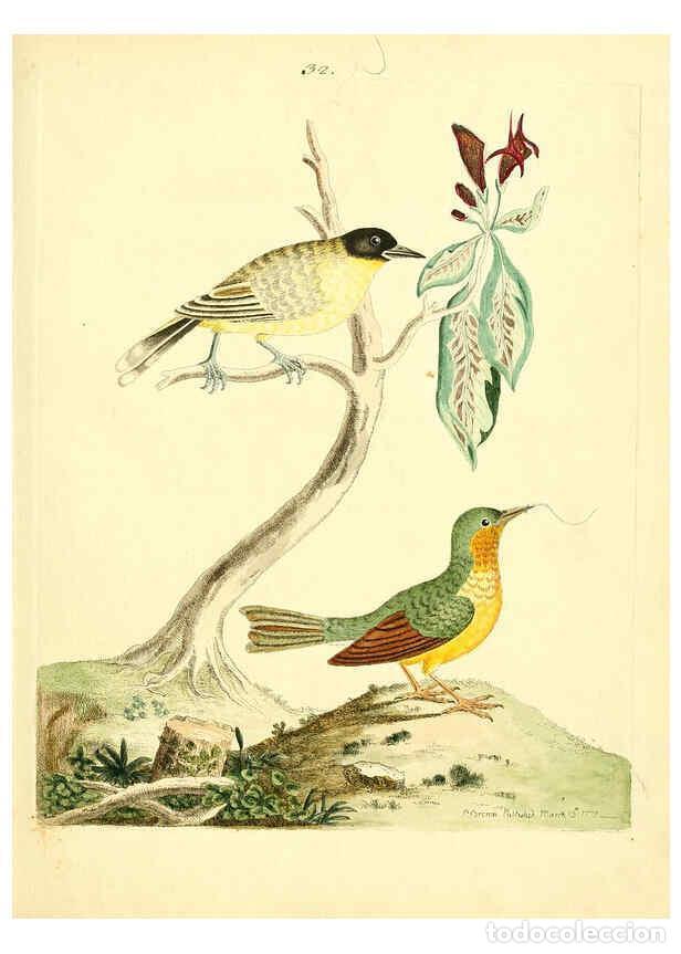 Coleccionismo de Revistas y Peri&oacute;dicos: Reproducci&oacute;n/Reproduction 6073288552: Nouvelles illustrations de zoologie A Londres :Imprim&eacute; pour B.