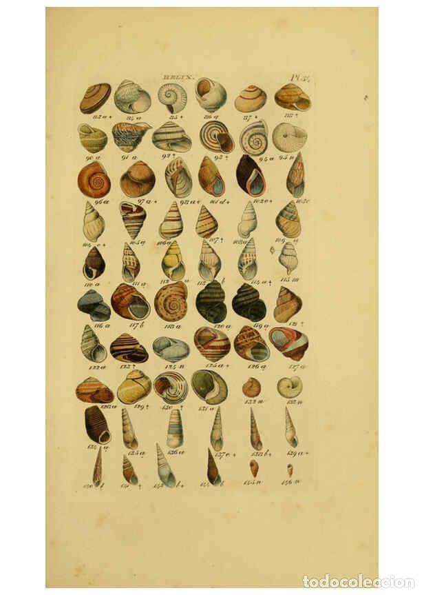 Coleccionismo de Revistas y Peri&oacute;dicos: Reproducci&oacute;n/Reproduction 6072686581: Index testaceologicus London,Willis and Sotheran,1856 - Willia