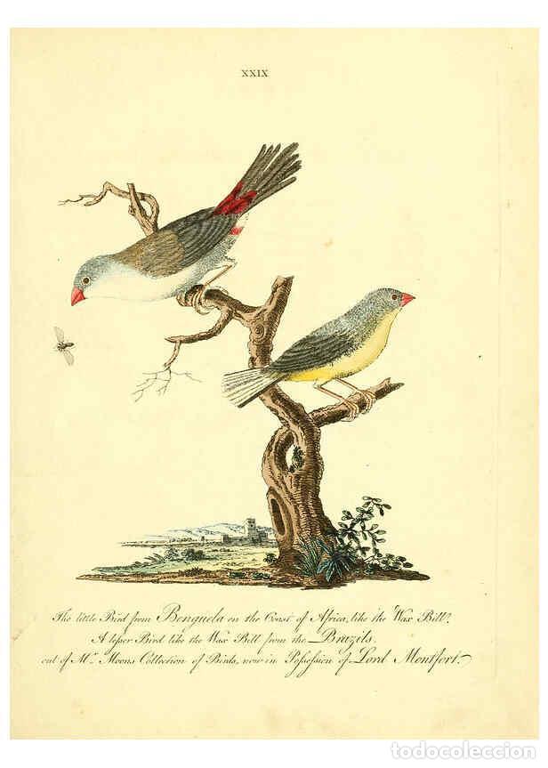 Coleccionismo de Revistas y Peri&oacute;dicos: Reproducci&oacute;n/Reproduction 6073287930: Nouvelles illustrations de zoologie A Londres :Imprim&eacute; pour B.