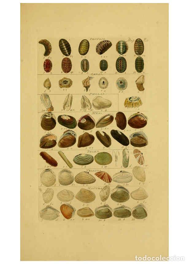Coleccionismo de Revistas y Peri&oacute;dicos: Reproducci&oacute;n/Reproduction 6072688265: Index testaceologicus London,Willis and Sotheran,1856 - Willia