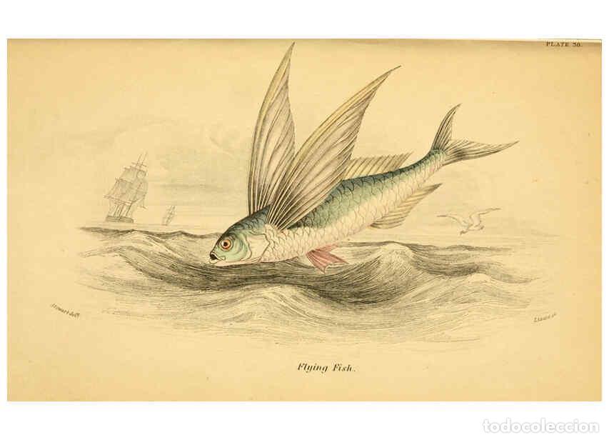 Coleccionismo de Revistas y Peri&oacute;dicos: Reproducci&oacute;n/Reproduction 6073112552: The natural history of British fishes. v.1. Edinburgh,W. H. Li