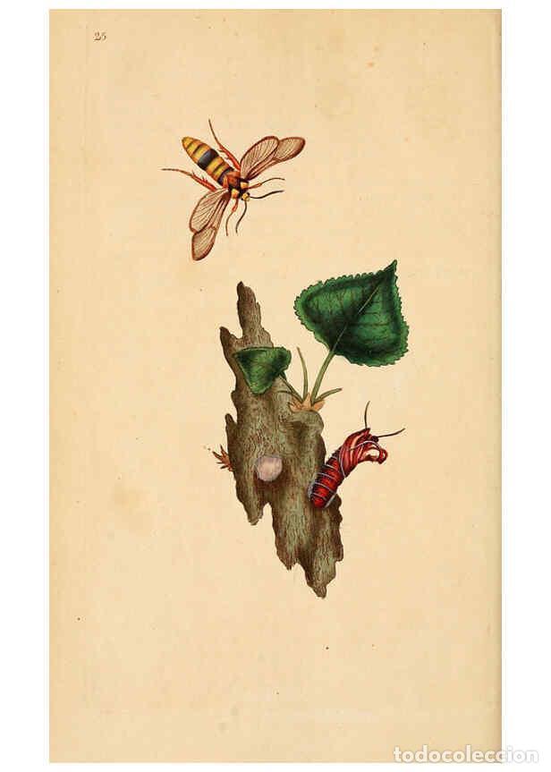 Coleccionismo de Revistas y Peri&oacute;dicos: Reproducci&oacute;n/Reproduction 6070540814: The natural history of British insects. v.1. London :Printed f