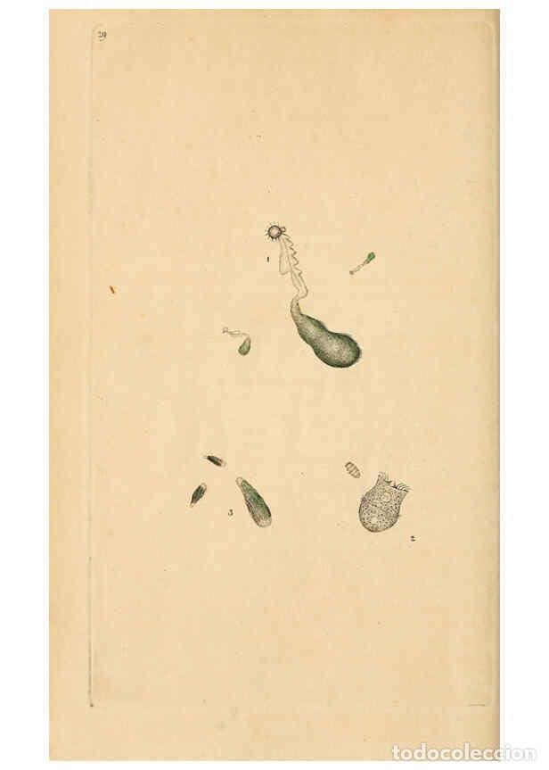 Coleccionismo de Revistas y Peri&oacute;dicos: Reproducci&oacute;n/Reproduction 6070542664: The natural history of British insects. v.1. London :Printed f