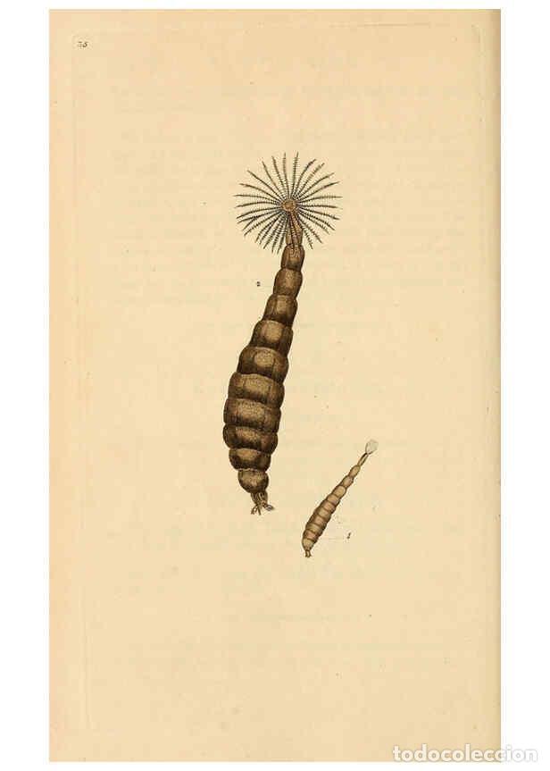 Coleccionismo de Revistas y Peri&oacute;dicos: Reproducci&oacute;n/Reproduction 6069998699: The natural history of British insects. v.1. London :Printed f