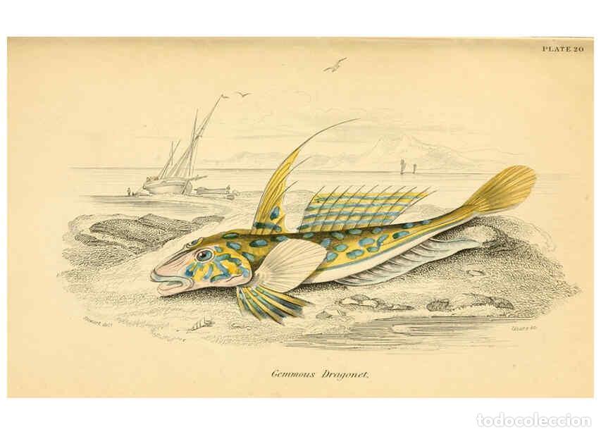 Coleccionismo de Revistas y Peri&oacute;dicos: Reproducci&oacute;n/Reproduction 6073110022: The natural history of British fishes. v.1. Edinburgh,W. H. Li