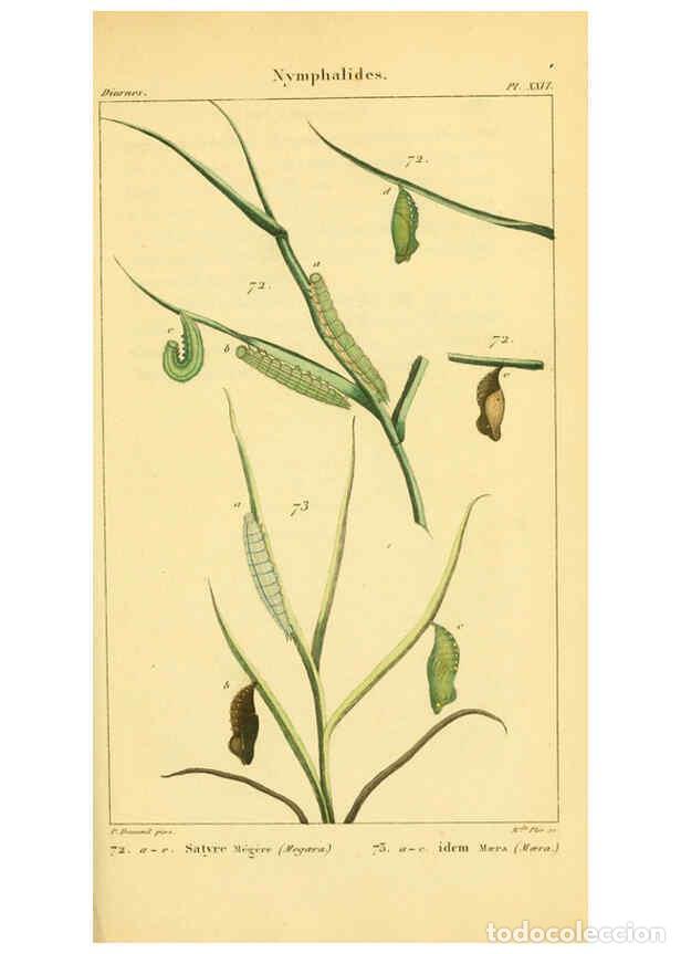 Coleccionismo de Revistas y Peri&oacute;dicos: Reproducci&oacute;n/Reproduction 6059167851: Iconographie et histoire naturelle des chenilles Paris :G. Bai