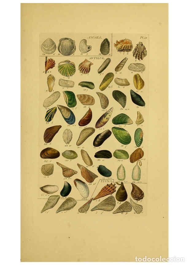 Coleccionismo de Revistas y Peri&oacute;dicos: Reproducci&oacute;n/Reproduction 6072680359: Index testaceologicus London,Willis and Sotheran,1856 - Willia