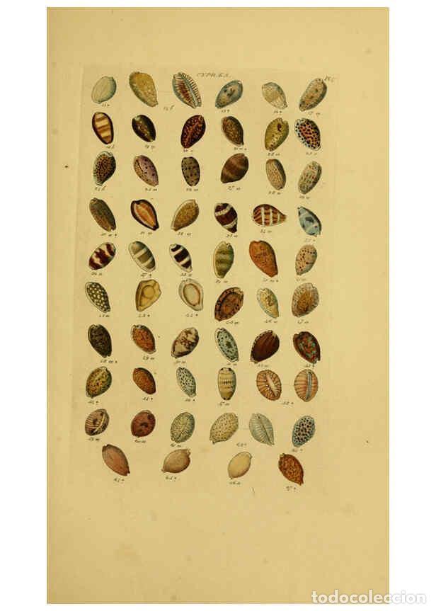 Coleccionismo de Revistas y Peri&oacute;dicos: Reproducci&oacute;n/Reproduction 6072681765: Index testaceologicus London,Willis and Sotheran,1856 - Willia