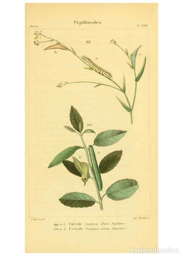 Coleccionismo de Revistas y Peri&oacute;dicos: Reproducci&oacute;n/Reproduction 6059170777: Iconographie et histoire naturelle des chenilles Paris :G. Bai