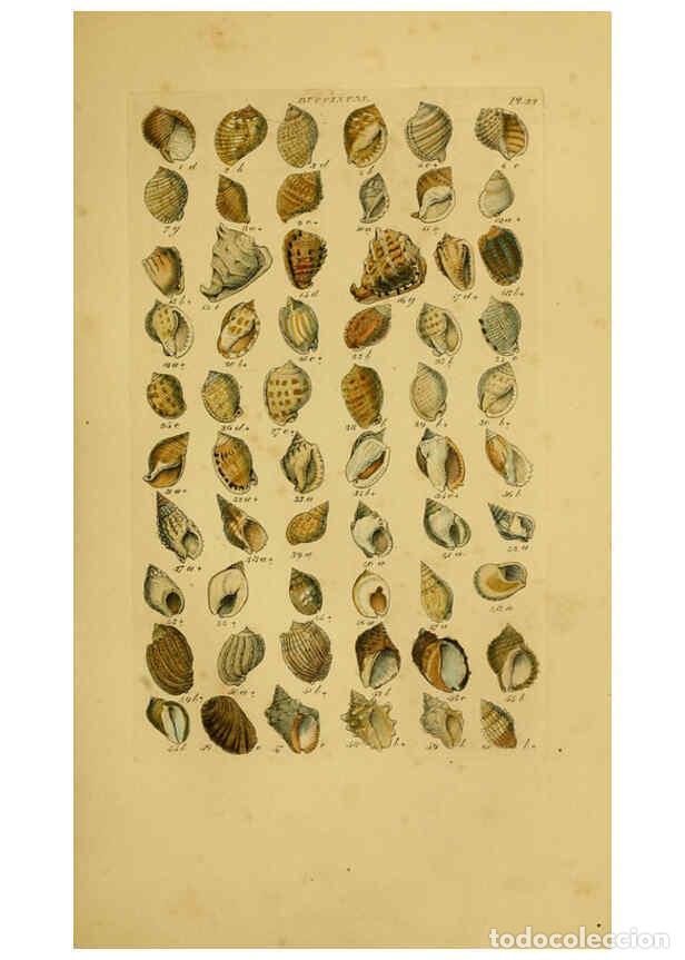 Coleccionismo de Revistas y Peri&oacute;dicos: Reproducci&oacute;n/Reproduction 6073224216: Index testaceologicus London,Willis and Sotheran,1856 - Willia