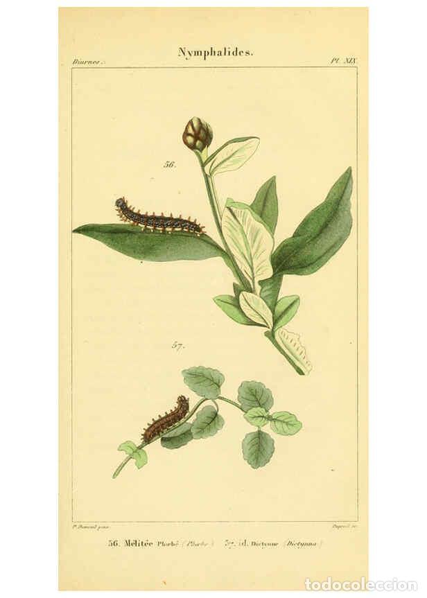 Coleccionismo de Revistas y Peri&oacute;dicos: Reproducci&oacute;n/Reproduction 6059713418: Iconographie et histoire naturelle des chenilles Paris :G. Bai