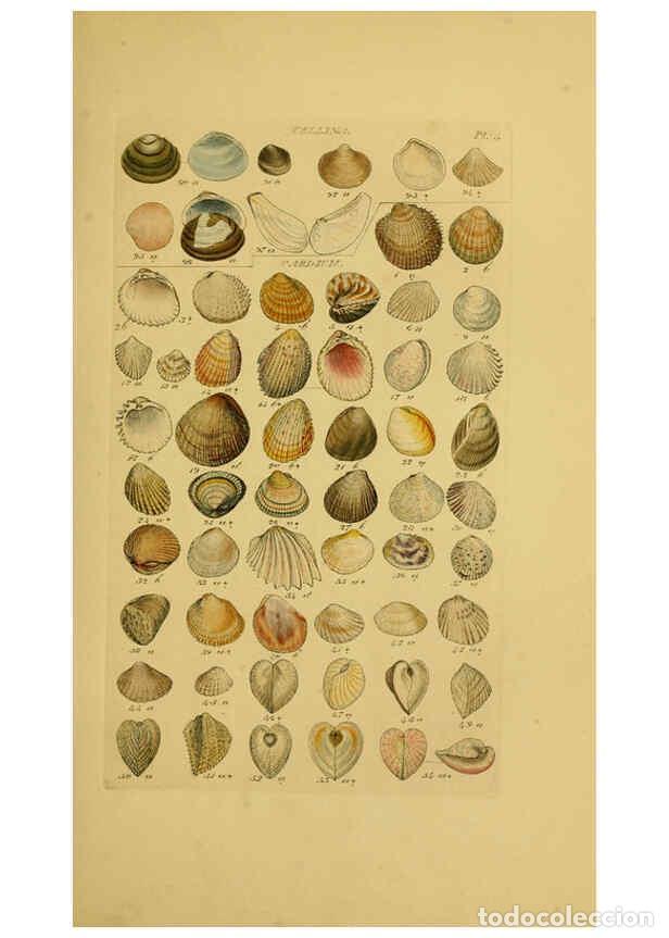Coleccionismo de Revistas y Peri&oacute;dicos: Reproducci&oacute;n/Reproduction 6073219616: Index testaceologicus London,Willis and Sotheran,1856 - Willia
