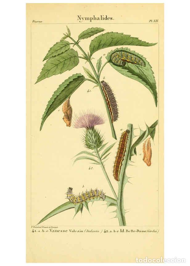 Coleccionismo de Revistas y Peri&oacute;dicos: Reproducci&oacute;n/Reproduction 6059710976: Iconographie et histoire naturelle des chenilles Paris :G. Bai