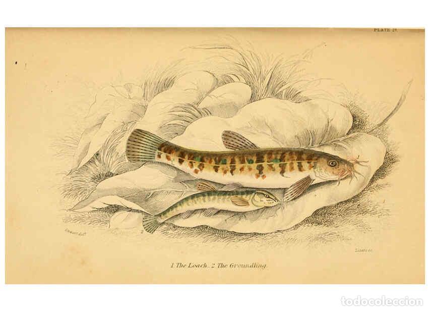 Coleccionismo de Revistas y Peri&oacute;dicos: Reproducci&oacute;n/Reproduction 6072569925: The natural history of British fishes. v.1. Edinburgh,W. H. Li