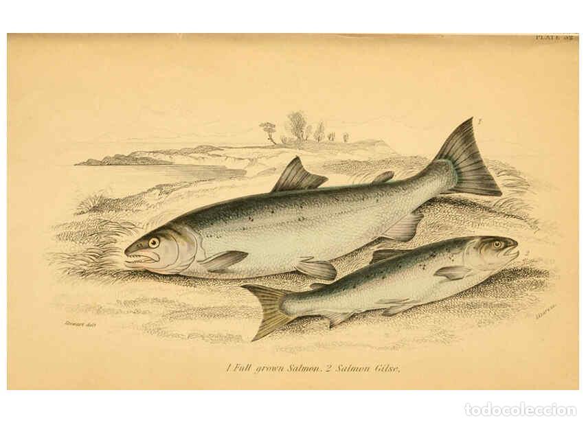 Coleccionismo de Revistas y Peri&oacute;dicos: Reproducci&oacute;n/Reproduction 6072571113: The natural history of British fishes. v.1. Edinburgh,W. H. Li