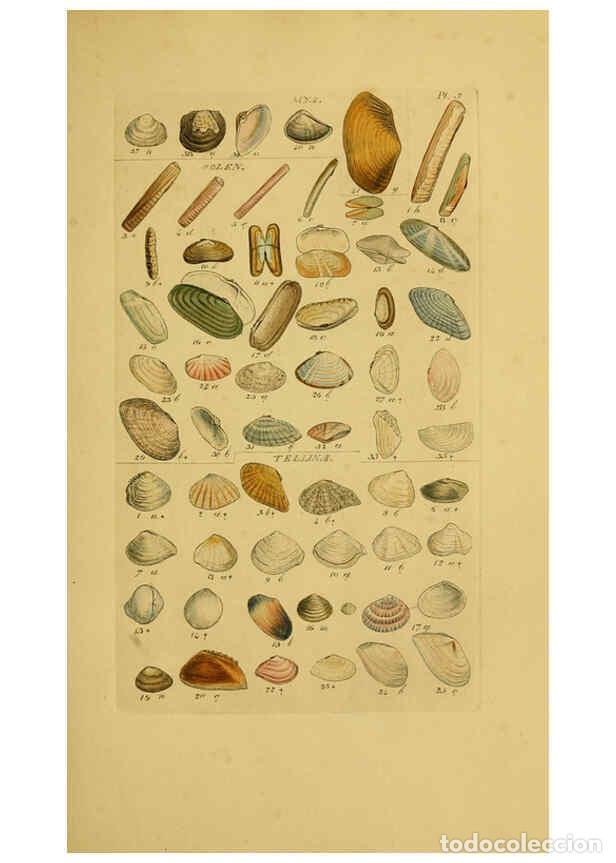 Coleccionismo de Revistas y Peri&oacute;dicos: Reproducci&oacute;n/Reproduction 6073219112: Index testaceologicus London,Willis and Sotheran,1856 - Willia