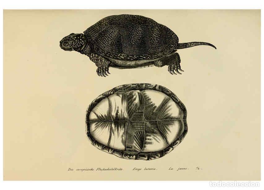 Coleccionismo de Revistas y Peri&oacute;dicos: Reproducci&oacute;n/Reproduction 6059216911: Naturgeschichte und Abbildungen der Reptilien Schaffhausen :Au