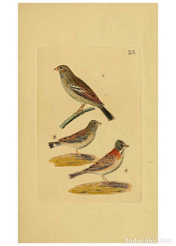 Coleccionismo de Revistas y Peri&oacute;dicos: Reproducci&oacute;n/Reproduction 6069774318: Kupfertafeln zur Naturgeschichte der V&ouml;gel Frankfurt am Main :