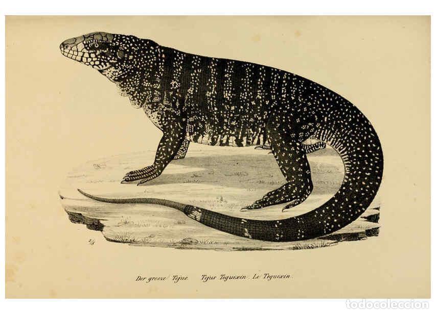 Coleccionismo de Revistas y Peri&oacute;dicos: Reproducci&oacute;n/Reproduction 6059771564: Naturgeschichte und Abbildungen der Reptilien Schaffhausen :Au
