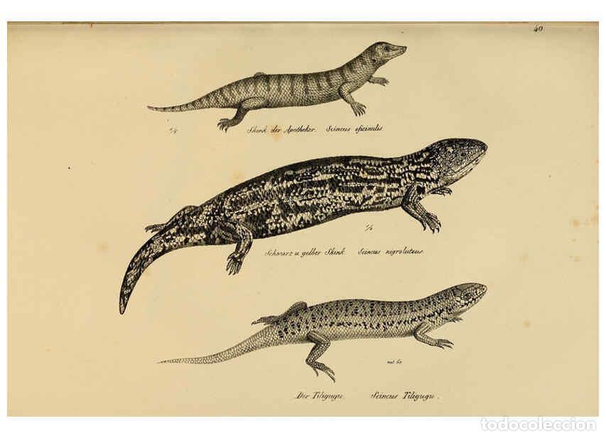 Coleccionismo de Revistas y Peri&oacute;dicos: Reproducci&oacute;n/Reproduction 6059225619: Naturgeschichte und Abbildungen der Reptilien Schaffhausen :Au