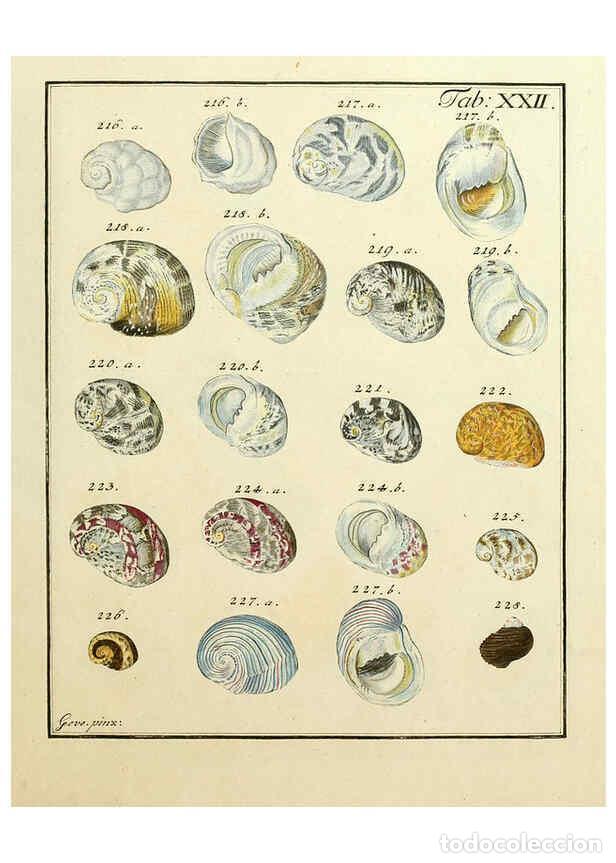 Coleccionismo de Revistas y Peri&oacute;dicos: Reproducci&oacute;n/Reproduction 6077149278: Nicolaus Georg Gevens Conchylien-Cabinet L&uuml;neburg :Bei Herold