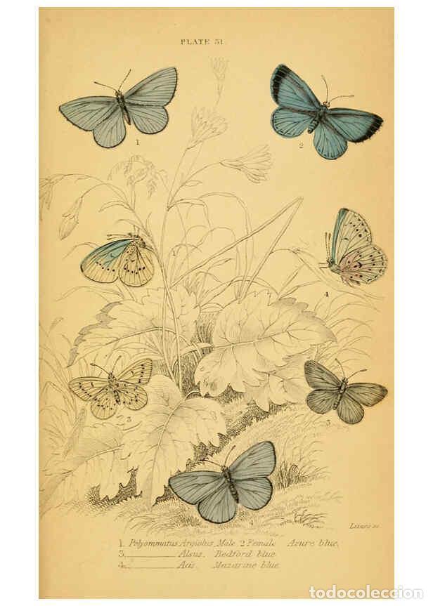 Coleccionismo de Revistas y Peri&oacute;dicos: Reproducci&oacute;n/Reproduction 6076682749: The natural history of British butterflies Dublin :S. Highley