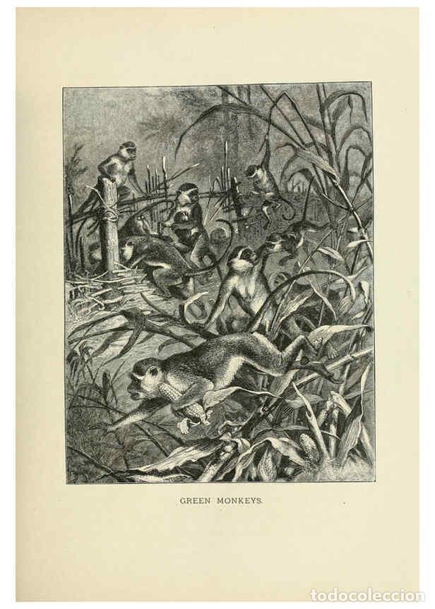 Coleccionismo de Revistas y Peri&oacute;dicos: Reproducci&oacute;n/Reproduction 6076975338: Our living world. v.1. New York :S. Hess,[1885] - John George