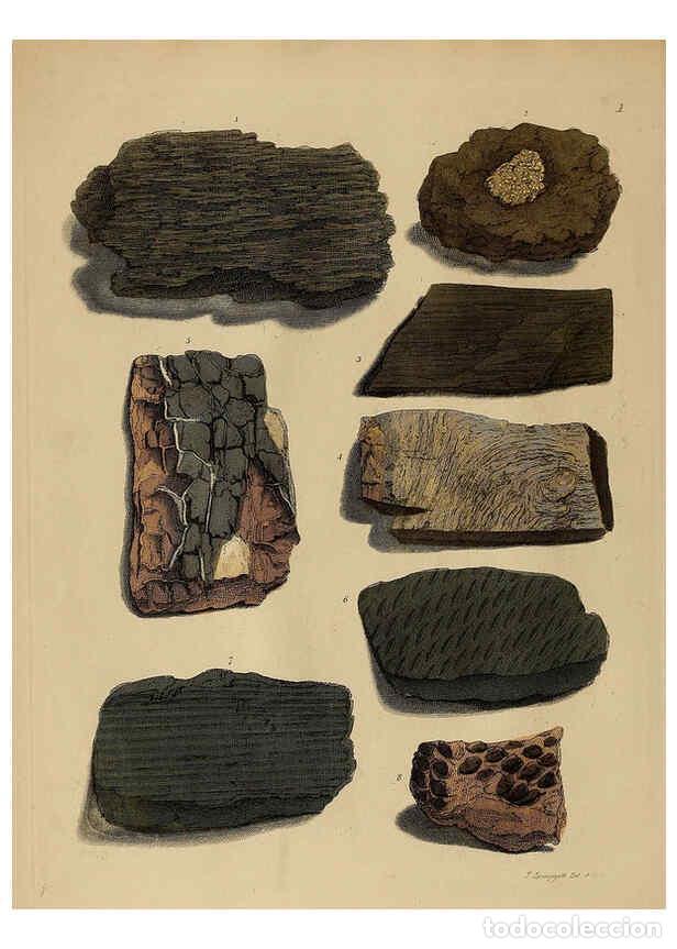 Coleccionismo de Revistas y Peri&oacute;dicos: Reproducci&oacute;n/Reproduction 6077484370: A pictorial atlas of fossil remains London :H.G. Bohn,1850 - G