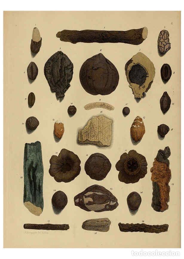 Coleccionismo de Revistas y Peri&oacute;dicos: Reproducci&oacute;n/Reproduction 6077485886: A pictorial atlas of fossil remains London :H.G. Bohn,1850 - G
